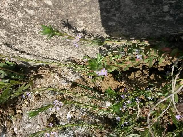 Lythrum hyssopifolia (Lythraceae)